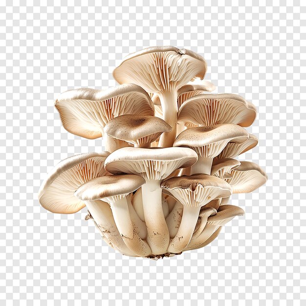 Oyster mushrooms isolated on transparent background