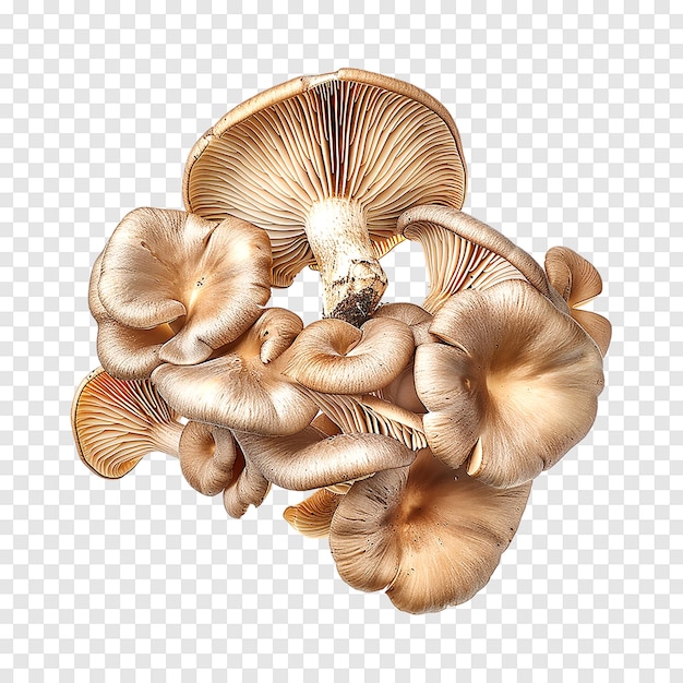 Oyster mushrooms isolated on transparent background