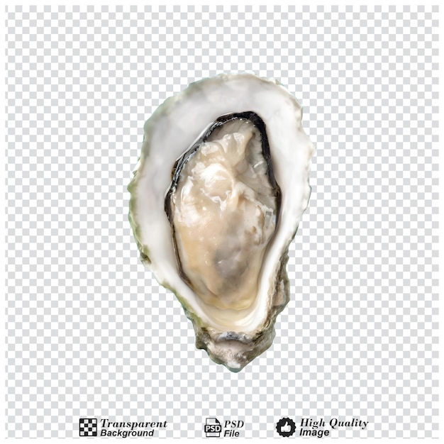 Oyster top viewisolated on transparent background