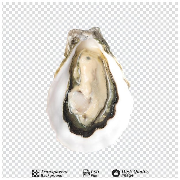 Oyster top viewisolated on transparent background