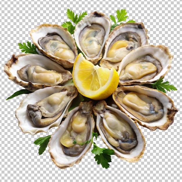 oysters on transparent background