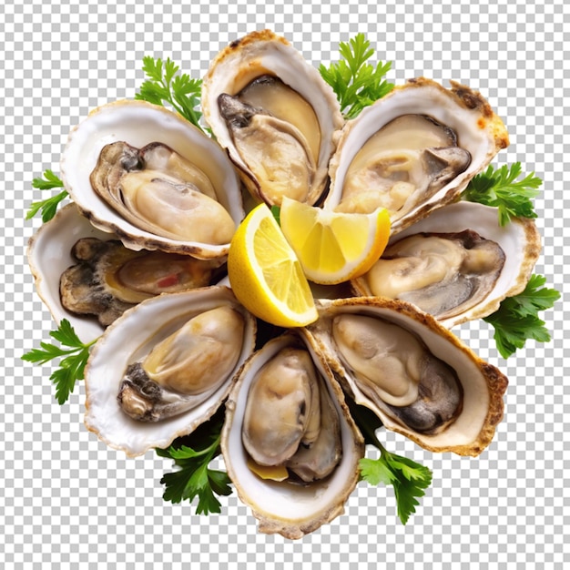 oysters on transparent background