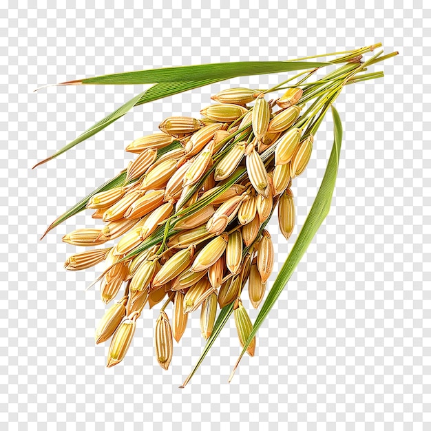 Paddy rice seeds isolated on a transparent background Generative AI