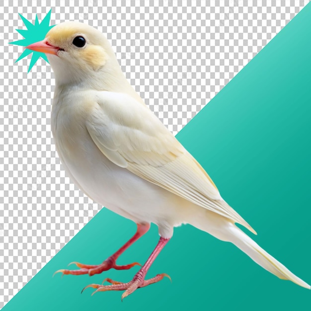 pale bird on transparent background