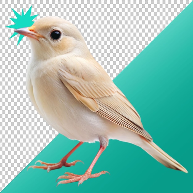 PSD pale bird on transparent background