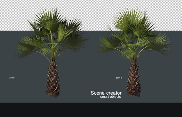 Palm and coconut trees of various sizes and shapes.