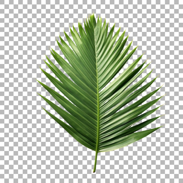 Palm leaf on transparent background