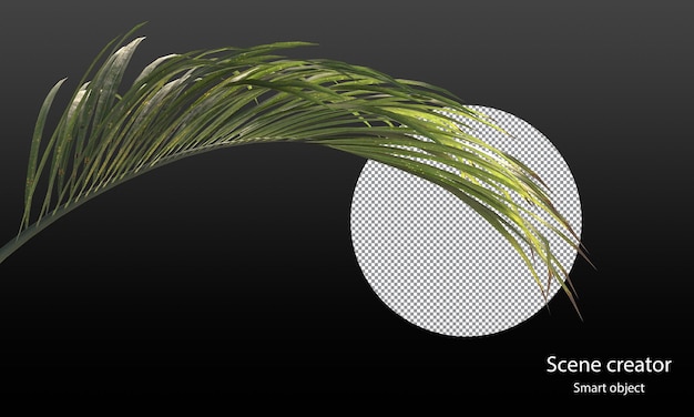 palm leaves clipping path palm leaves for scene decoration