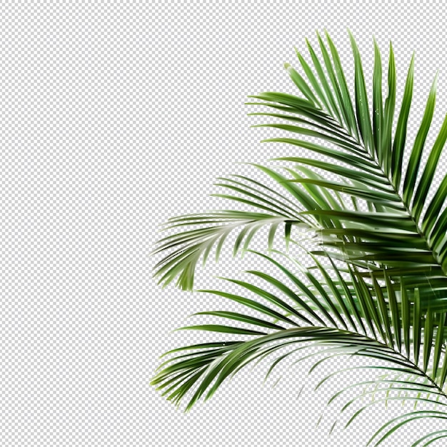 PSD palm leaves on transparent background