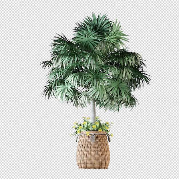 Palm tree in 3d rendering isolated