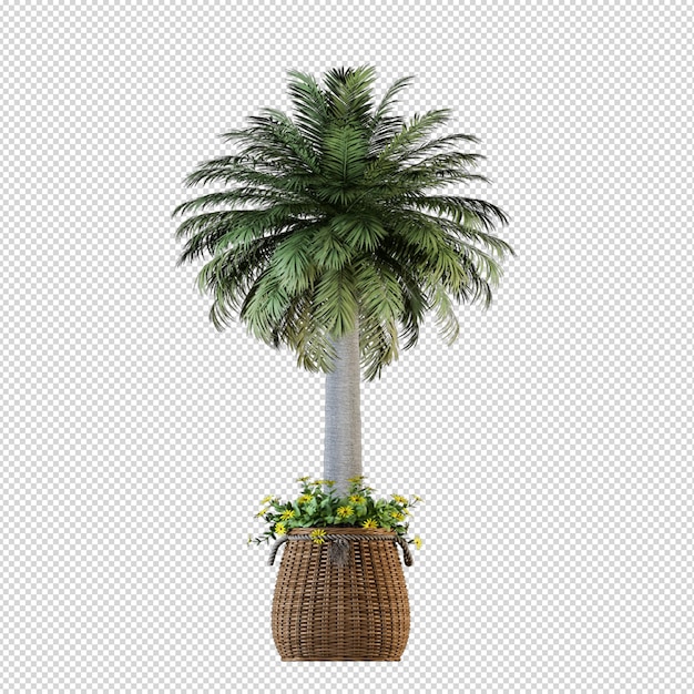 Palm tree in 3d rendering isolated