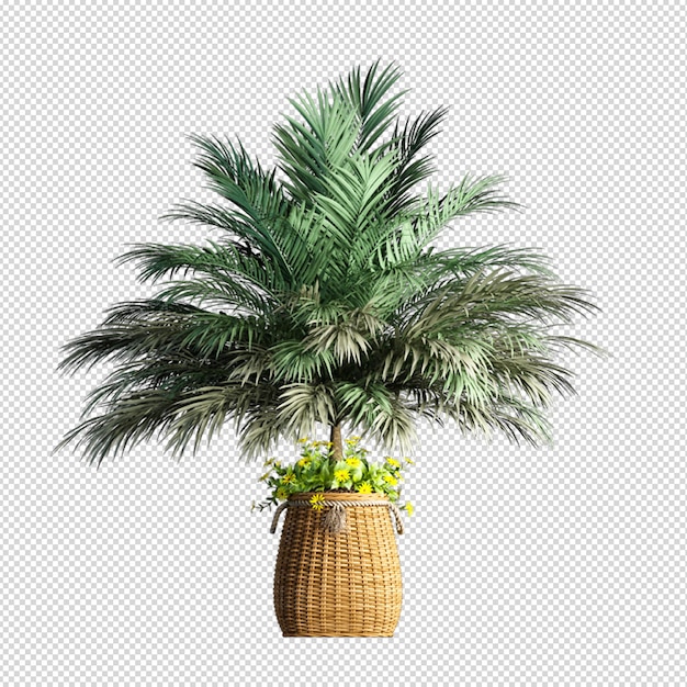 Palm tree in 3d rendering isolated