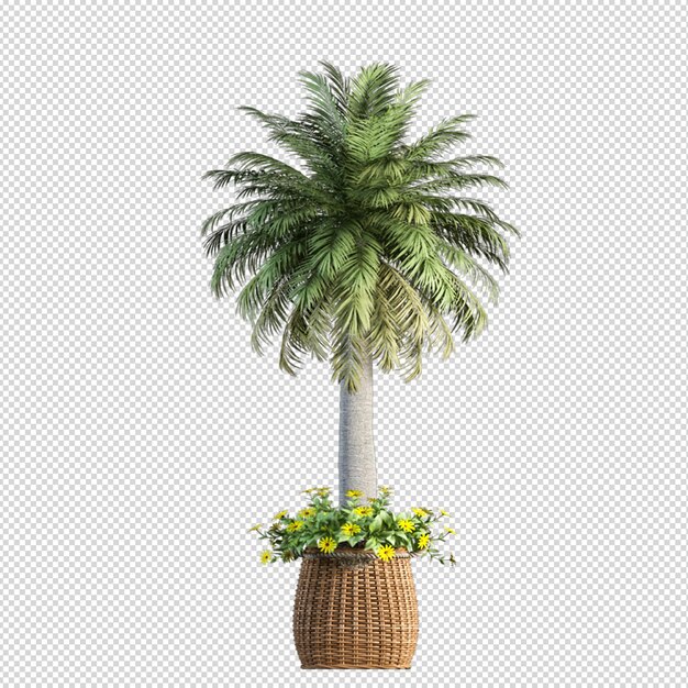 Palm tree in 3d rendering isolated