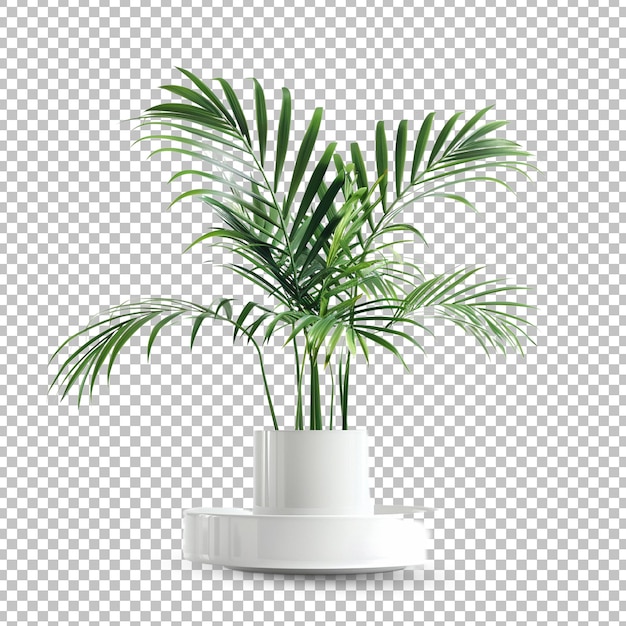 a palm tree is in a white pot on white transparent background png