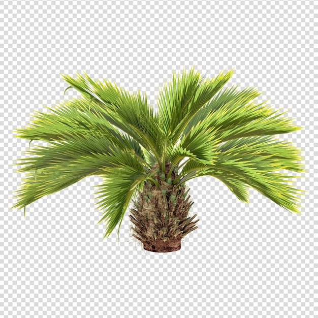 palm tree isolated