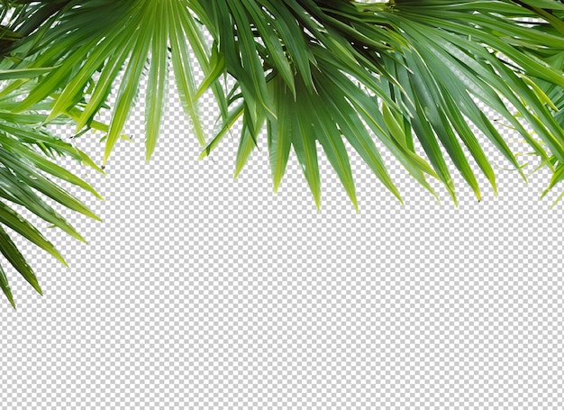 Palm Tree Leaves On Alpha Layer