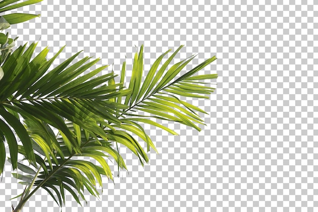 palm tree leaves foreground isolated