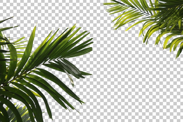 palm tree leaves foreground isolated