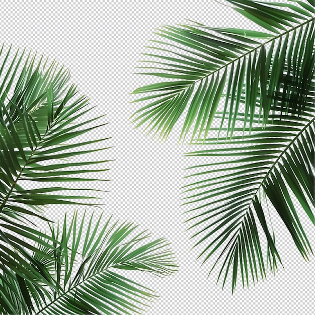 PSD palm tree leaves on a white background