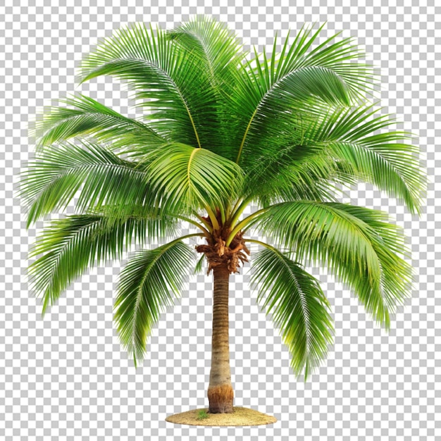 Palm tree on transparent background