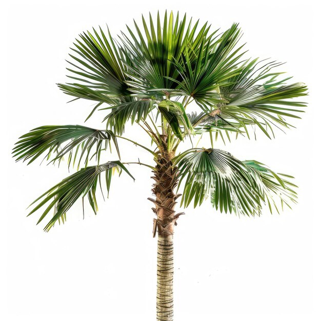 PSD a palm tree with green leaves that says quot palm quot