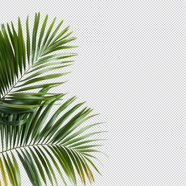 PSD a palm tree with a white background with a white background