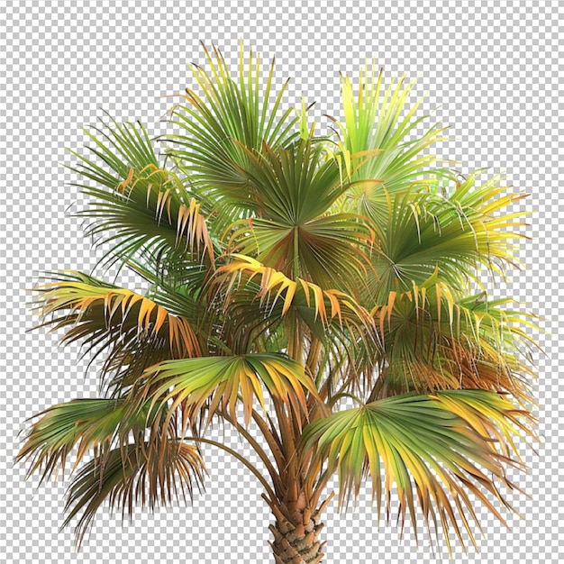 a palm tree with a yellow palm tree on the bottom