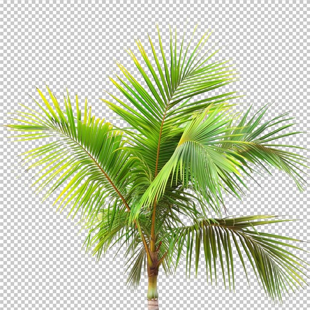 a palm tree with a yellow palm tree on the bottom