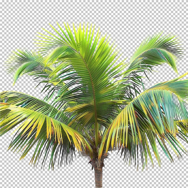 a palm tree with a yellow palm tree on the bottom