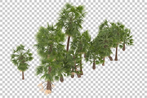 Palm trees on transparent background. 3d rendering - illustration