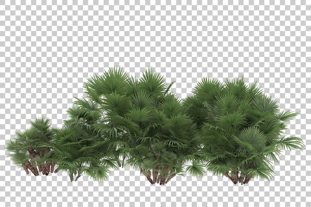 Palm trees on transparent background. 3d rendering - illustration