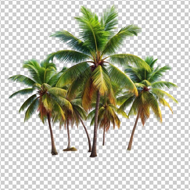 PSD palm trees on a transparent background