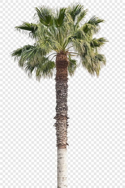 PSD palm trees on a transparent background