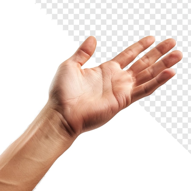 Palm Up Gesture Realistic Photo on Transparent Background