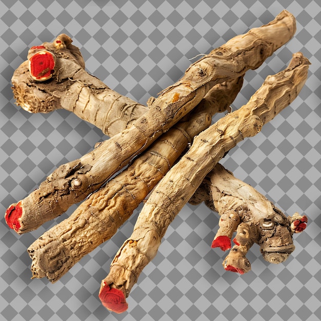 Panax Notoginseng Type of Herb Sanqi Ginseng Form of Herb Dr Isolated Object on Clean Background