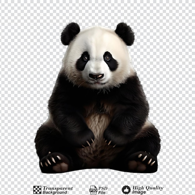 panda isolated on transparent background