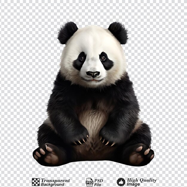 panda isolated on transparent background