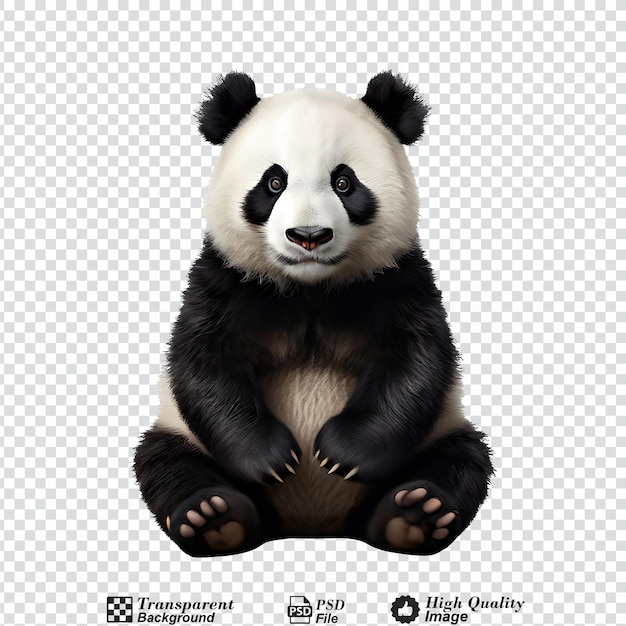 panda isolated on transparent background