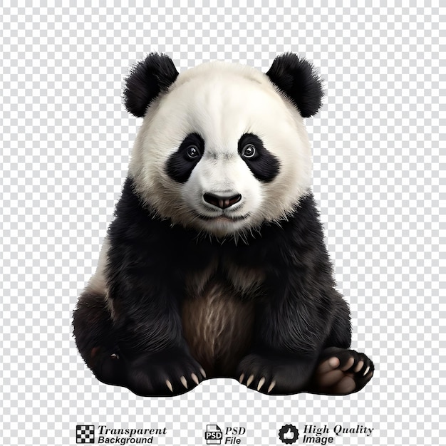 panda isolated on transparent background