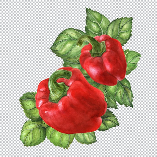 Paprika Pepper and Basil composition. Botanical watercolor illustration