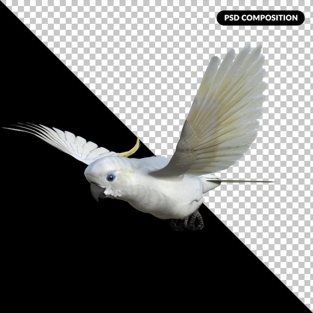 parrot bird isolated 3d