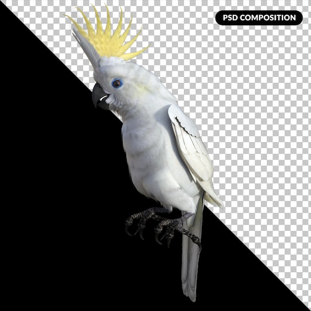 parrot bird isolated 3d