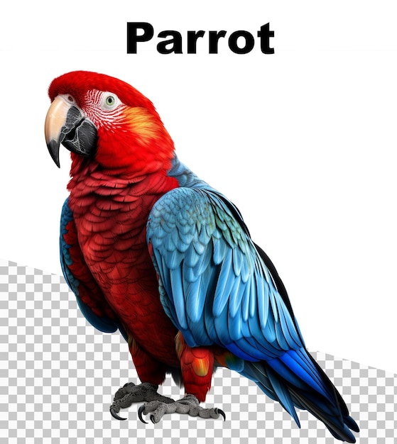 A parrot is sitting on a white background with the words parrot on it.