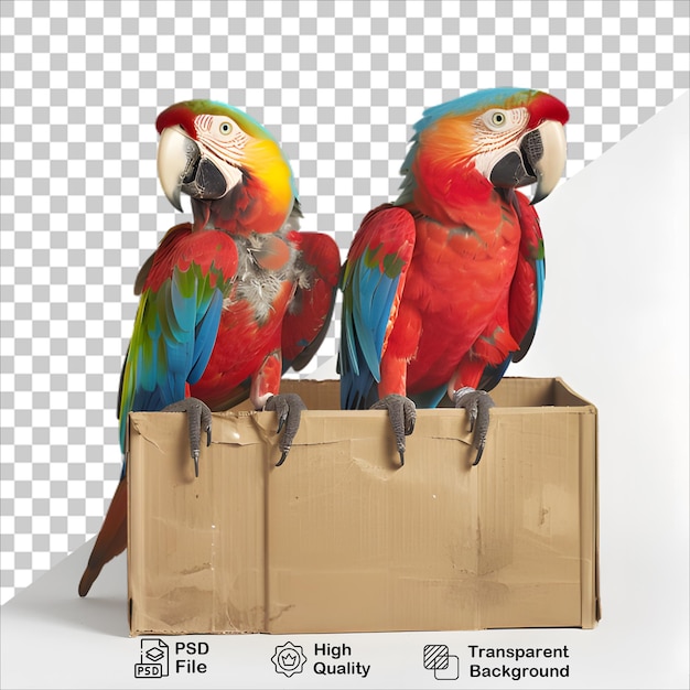 PSD a parrot is standing on a box isolated on transparent background