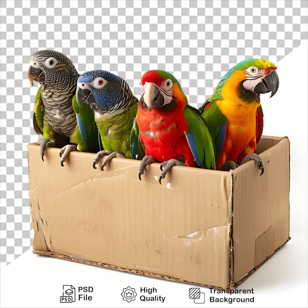 a parrot is standing on a box isolated on transparent background