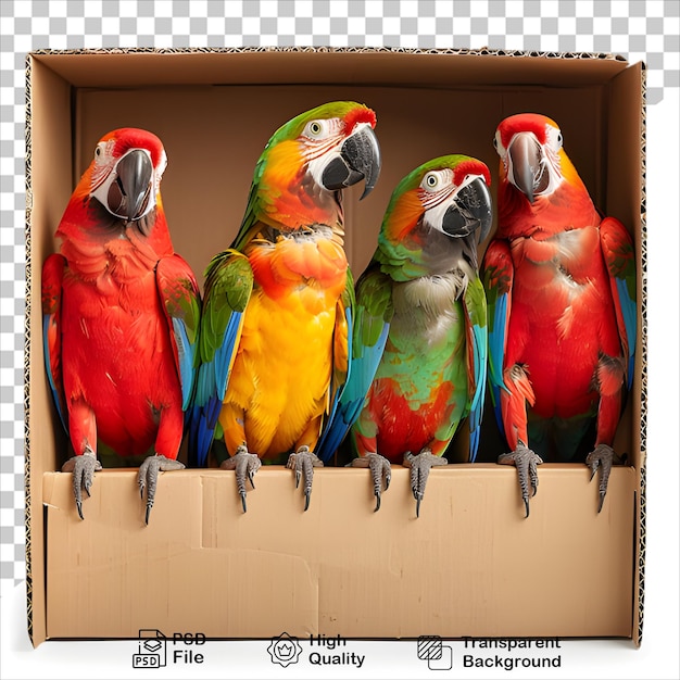 a parrot is standing on a box isolated on transparent background