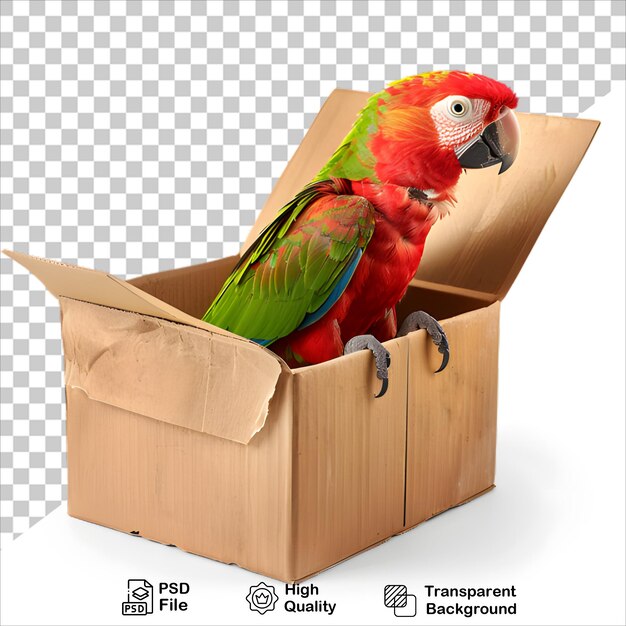 PSD parrot perched on a box clear background