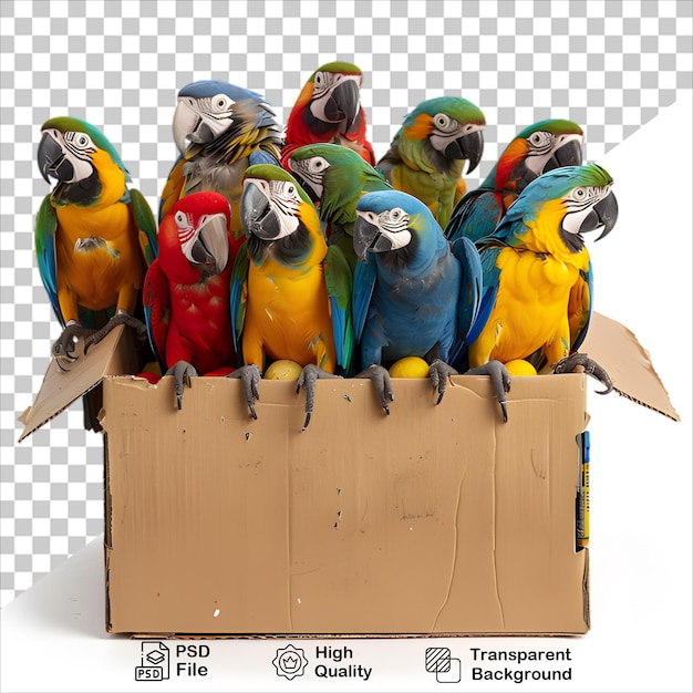 PSD parrot perched on a box with transparent background