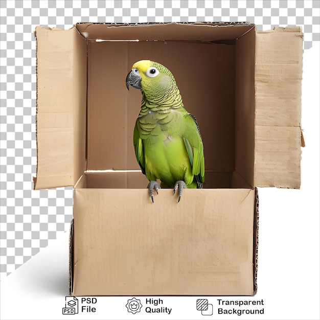 PSD parrot perched on a box with transparent background