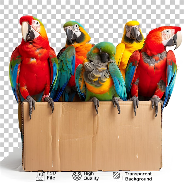 Parrot Standing on a Box No Background